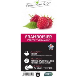 FRAMBOISIER 'Willamette' C1.5L