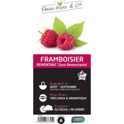 FRAMBOISIER 'Zeva...