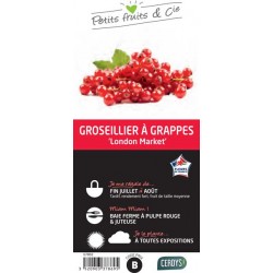 GROSEILLIER a grappes...