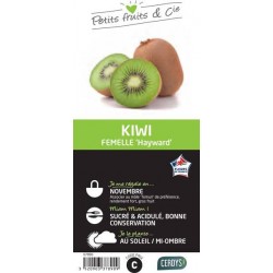 KIWI femelle 'Hayward' TUT...