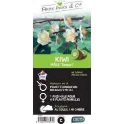 KIWI male 'Tomuri' TUT...