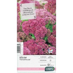 SEDUM 'Herbstfreude' C2L-RC