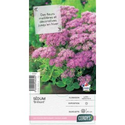 SEDUM spectabile...