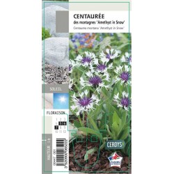 CENTAUREA montana 'Amethyst...