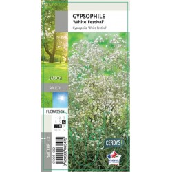 GYPSOPHILA paniculata...