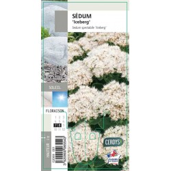 SEDUM spectabile 'Iceberg' G8