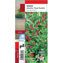 SALVIA microphylla 'Royal...