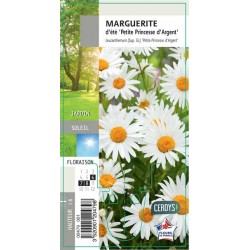 LEUCANTHEMUM 'Petite...