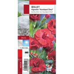 DIANTHUS plumarius...