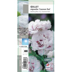DIANTHUS plumarius...
