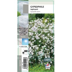 GYPSOPHILA repens blanc G8
