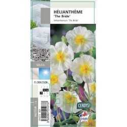 HELIANTHEMUM 'The Bride' G8