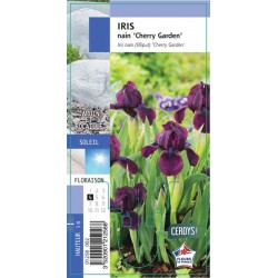 IRIS pumila 'Cherry Garden' G8