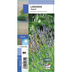 LAVANDULA intermedia...
