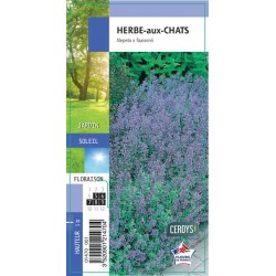 NEPETA faassenii G8
