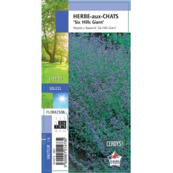 NEPETA faassenii 'Six Hills...