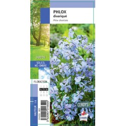 PHLOX divaricata G8