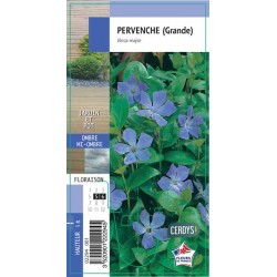 VINCA major G8