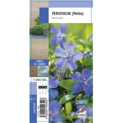 VINCA minor G8