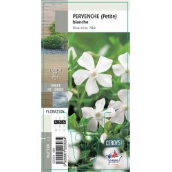 VINCA minor blanc G8