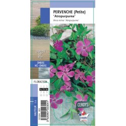 VINCA minor 'Atropurpurea' G8
