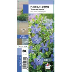 VINCA minor...