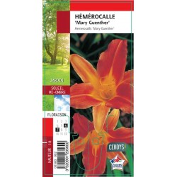 HEMEROCALLIS 'Mary...
