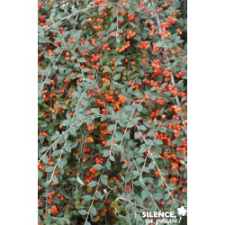 COTONEASTER franchetii FF...