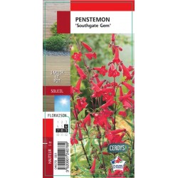 PENSTEMON 'Southgate Gem' G8