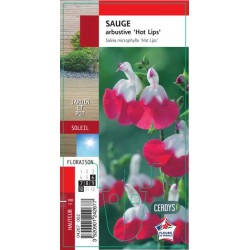 SALVIA microphylla 'Hot...