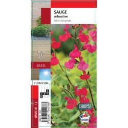 SALVIA arbustive rouge G8