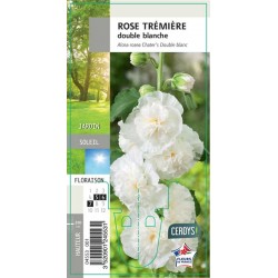 ALCEA fleur double blanc G8
