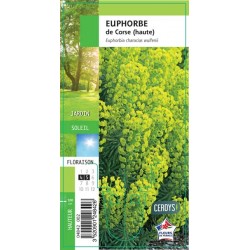 EUPHORBIA corsica G8