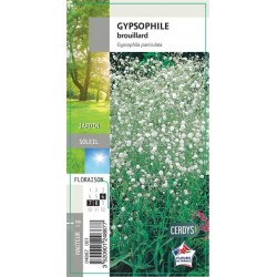 GYPSOPHILA paniculata G8