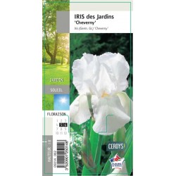 IRIS germanica 'Cheverny' G8