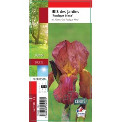 IRIS germanica 'Foulque...