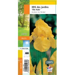 IRIS germanica 'Ola Kala' G8