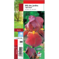 IRIS germanica 'Tall Chief' G8