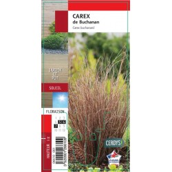 CAREX buchananii G8