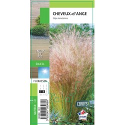 STIPA tenuissima G8