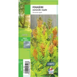OSMUNDA regalis G8