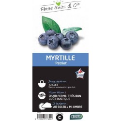 MYRTILLIER 'Patriot' C1.5L