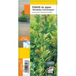 EUONYMUS japonicus...