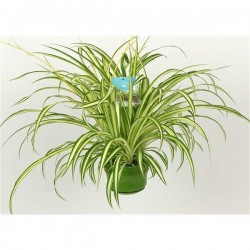 CHLOROPHYTUM SUSPØ14