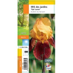 IRIS germanica 'Gai Luron' G8