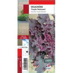HEUCHERA 'Purple...