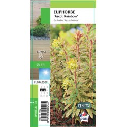 EUPHORBIA martini Ascot...