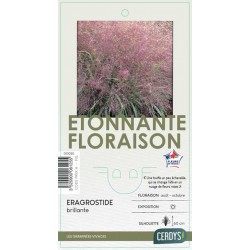 ERAGROSTIS spectabilis C2L-RC