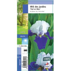 IRIS germanica 'Ciel et...