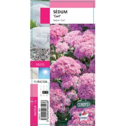 SEDUM spectabile 'Carl' G8